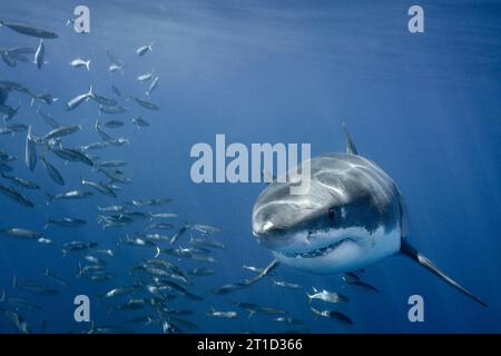 GRIS REQUIN BLANC Banque D'Images