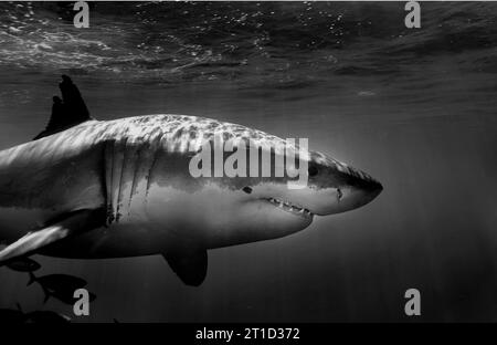 PROFIL DE REQUIN BLANC Banque D'Images