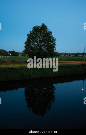 Arbre réfléchissant sur les rives de la rivière Dender pendant l'heure bleue, Denderleeuw, région flamande orientale, Belgique Banque D'Images