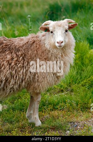 Mouton à Eriks le premier settelment rouge Brattahlid, connu aujourd'hui sous le nom de Qassiarsuk, Groenland du Sud. Banque D'Images