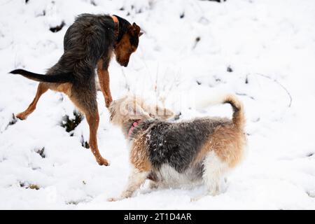 deux chiens, beagle et bodeguero noir, jouant au saut et à la course dans la neige en hiver. bonheur et famille. portrait horizontal. Banque D'Images