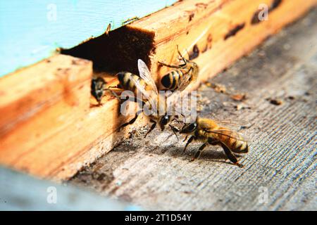 Deux abeilles communiquant à l'entrée de Beehive. Banque D'Images