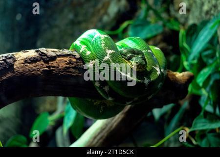 Gros plan d'un Boa Emerald Tree enroulé sur une branche. Zoo de Chester Banque D'Images