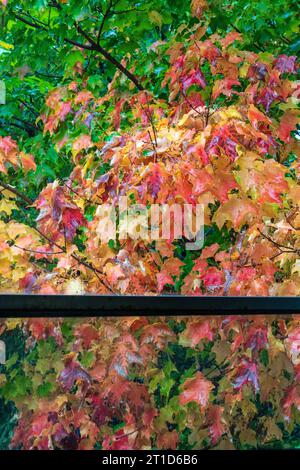 Feuillage d'automne - à travers la fenêtre Banque D'Images