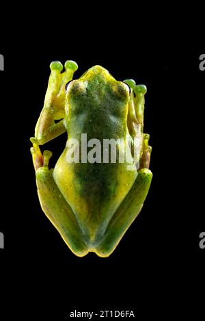 Détails d'une grenouille verte malayan vue d'en haut Banque D'Images