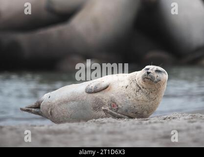 Phoques phoques sur la plage dans Helgoland Allemagne Banque D'Images