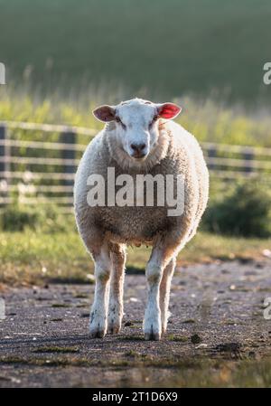 Des moutons se dressent dans un champ d'une ferme en Allemagne Banque D'Images
