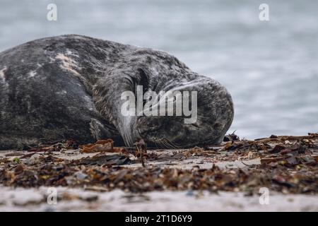 Le lion de mer dort sur la plage de l'île de Helgoland Banque D'Images