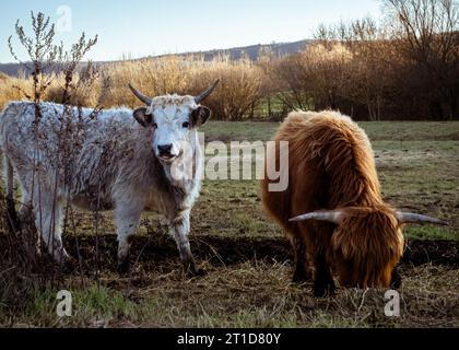 Une vache grise hongroise et une vache des hautes terres se tenant debout paissant dans la fourrure épaisse froide d'hiver en Hongrie Banque D'Images