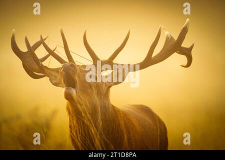 Le soufflet de cerf pour une femme LONDRES, ANGLETERRE DES IMAGES FRAPPANTES d'un cerf battant dans la lumière dorée de l'heure le 8 octobre ont été capturées Banque D'Images