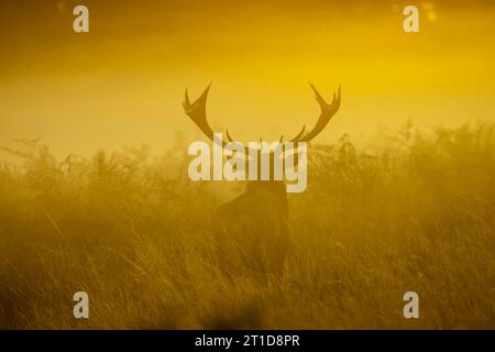 Le cerf semble majestueux dans la lueur de l'heure dorée LONDRES, ANGLETERRE DES IMAGES FRAPPANTES d'un cerf battant dans la lumière de l'heure dorée le 8 octobre ont été Banque D'Images