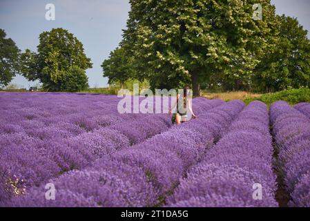 jeune femme en vêtements décontractés marche à travers un champ de lavande en fleurs, des couleurs naturelles Banque D'Images