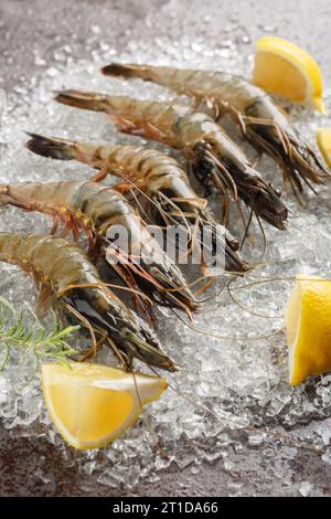 Crevettes tigrées noires fraîches non cuites avec citron et romarin sur glace pilée gros plan sur la table. Vertical Banque D'Images