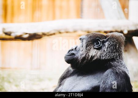 Portrait d'un impressionnant gorille des basses terres de l'Ouest Banque D'Images