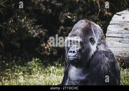 Portrait d'un impressionnant gorille des basses terres de l'Ouest Banque D'Images