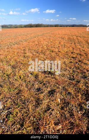 Champ à végétation orange après application de désherbant au glyphosate Banque D'Images