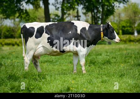 Vache broutant dans un pré, vache PRIm'Holstein (race). Vache laitière, ferme laitière Banque D'Images