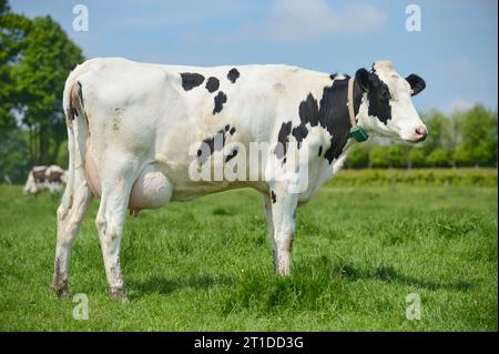 Vache broutant dans un pré, vache PRIm'Holstein (race). Vache laitière, ferme laitière Banque D'Images