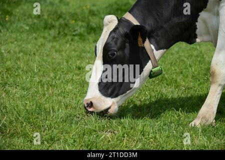 Vache broutant dans un pré, vache PRIm'Holstein (race). Vache laitière, ferme laitière Banque D'Images