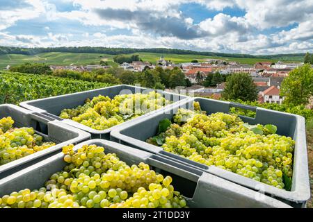 Oger (nord-est de la France) : vendanges dans un vignoble champenois. Ouvriers saisonniers vendant les raisins dans les rangs de vignes, avec le village d'Oger Banque D'Images