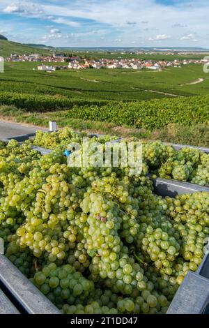 Oger (nord-est de la France) : vendanges dans un vignoble champenois. Caisses pleines de raisins blancs avec vue sur les vignes et le village d'Oger in Th Banque D'Images