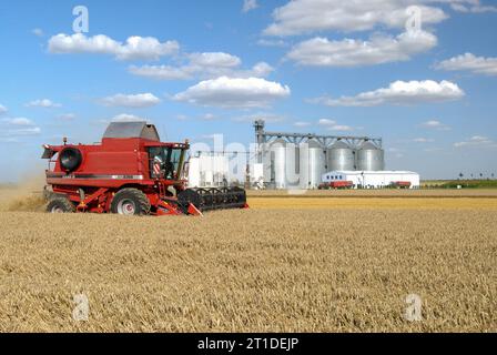 Récolte de blé en été dans le département du Loiret (centre-nord de la France) : moissonneuse-batteuse et silos coopératifs en arrière-plan Banque D'Images