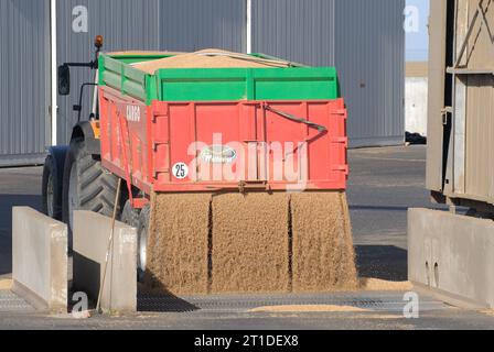 Récolte de blé d'été dans le département du Loiret (centre-nord de la France). Tracteurs livrant le blé à une coopérative, silos et plate-forme de stockage, Trail Banque D'Images