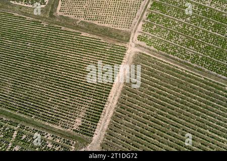 Vignes du Beaujolais, vignoble de Morgon à Villie Morgon (centre-est de la France) : vue aérienne des vignes Banque D'Images