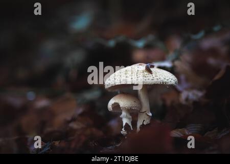 Champignons parasol dans une forêt avec un escargot sur le dessus entouré de feuillage brun Banque D'Images