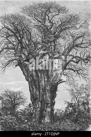 'Le Baobab (Adansonia digitata, Linn.)', 1875. Extrait de 'Voyages illustrés' de H.W. Bates. [Cassell, Petter et Galpin, c1880, Londres] et Galpin. Banque D'Images