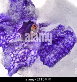 Belle fleur d'orchidée gelée dans la glace avec arrière-plan flou Banque D'Images