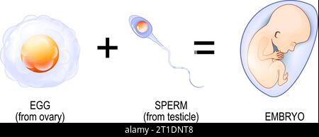 Procédé de fertilisation. De la pénétration des spermatozoïdes dans l'oeuf au développement embryonnaire. Grossesse. Illustration vectorielle Illustration de Vecteur