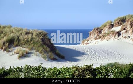 Dans les dunes de plage de Buren sur le côté de la mer de l'île d'Ameland, Frise, pays-Bas Banque D'Images