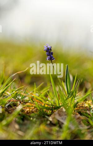 Petit muscaris, Muscari botryoides Banque D'Images