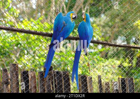 Vue arrière de deux macas bleus et dorés qui se confabulent dans la cage Banque D'Images