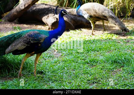 Paons dans le parc zoologique de Goiania, Brésil Banque D'Images