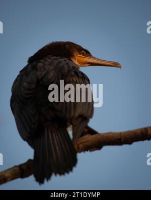 Un cormoran est assis sur un arbre stérile au coucher du soleil, région de Kaliningrad, Russie Banque D'Images