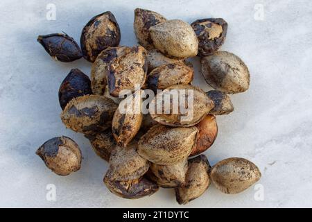 Polynésie française : fruits tropicaux des amandes (terminalia catapa) Banque D'Images