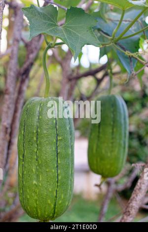 Polynésie française : gourde éponge (luffa aegyptiaca), plante de la famille des cucurbitacées dont le fruit est utilisé comme éponge végétale Banque D'Images