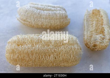 Polynésie française : gourde éponge (luffa aegyptiaca), plante de la famille des cucurbitacées dont le fruit est utilisé comme éponge végétale Banque D'Images