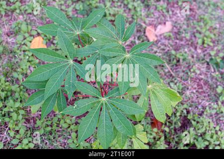Polynésie française : plante et feuilles de manioc, manihot esculenta Banque D'Images