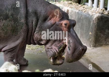 hippopotame vue latérale bouche dents ouvertes montrant Banque D'Images