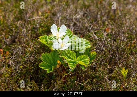 CLOUDBERRY, Rubus chamaemorus, également appelé salmonberry, yellowberry, pousse sur une colline montagneuse en Écosse Banque D'Images