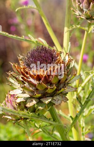 Le cardon, Cynara cardunculus , également appelé chardon de l'artichaut, est un chardon de la famille des Asteraceae Banque D'Images