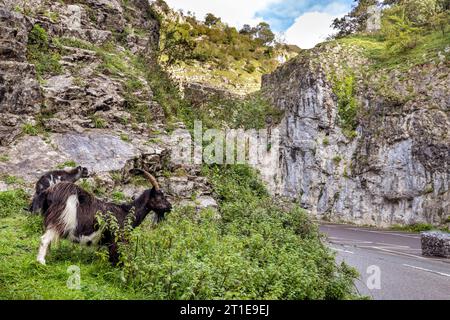 Chèvres sauvages à Cheddar gorge, Somerset Royaume-Uni Banque D'Images