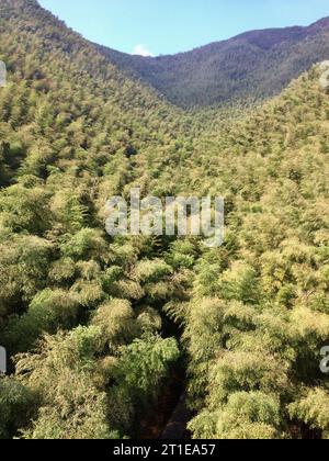 Plants de bambou, plantes à fleurs pérennes persistantes de la famille des graminées Poaceae plants de bambou, plantes à fleurs pérennes persistantes Credit : Imago/Alamy Live News Banque D'Images