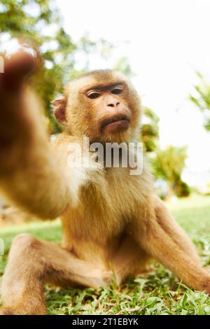 Zoo, animal et portrait de singe dans la nature pour l'aventure, la conservation et le sauvetage de la faune. Sanctuaire, tropical et macaque dans l'environnement, naturel Banque D'Images