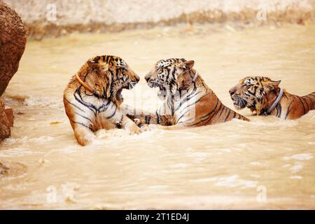 Tigres, jouer et se battre dans l'eau au zoo, parc ou ensemble dans la nature avec le jeu pour apprendre la natation ou la chasse. Inde, Tigre et famille d'animaux Banque D'Images