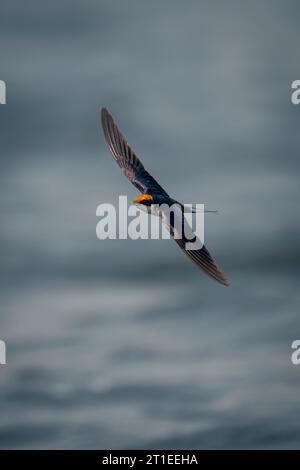 L'hirondelle à queue de fil glisse sur les ailes d'expansion de l'eau Banque D'Images