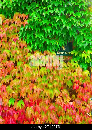 Chant des cygnes du lierre, les feuilles grimpent sur le mur d'un chalet dans le village anglais de Wadenhoe, un jour d'automne. Banque D'Images